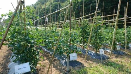 ミニトマトの試験栽培圃場